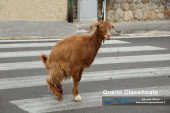 Geraci_Siculo_1_Concorso_fotografico_Transumanza_2017_04